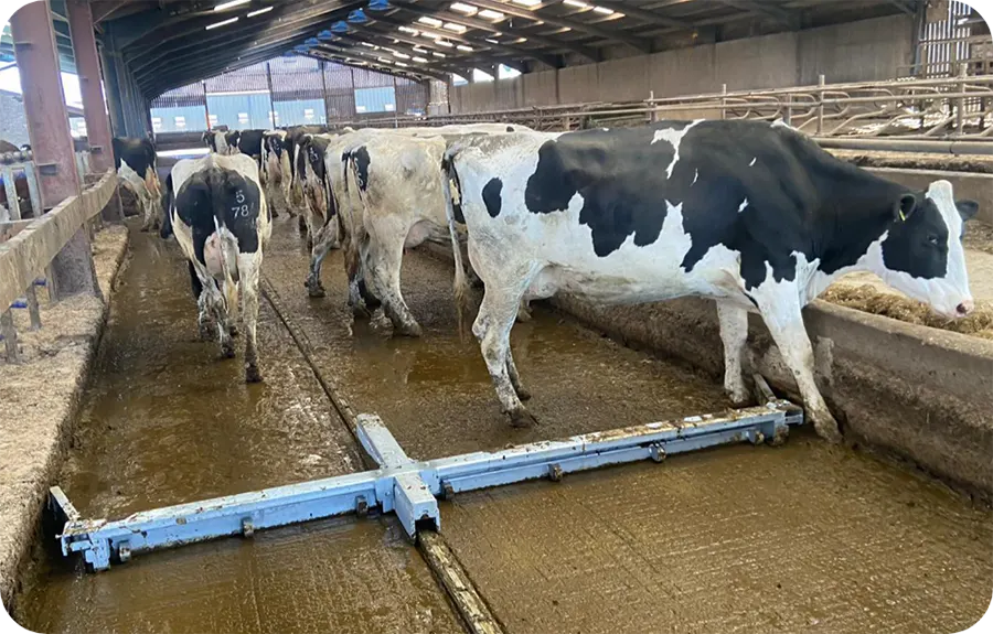 offset ratchet scraper-img